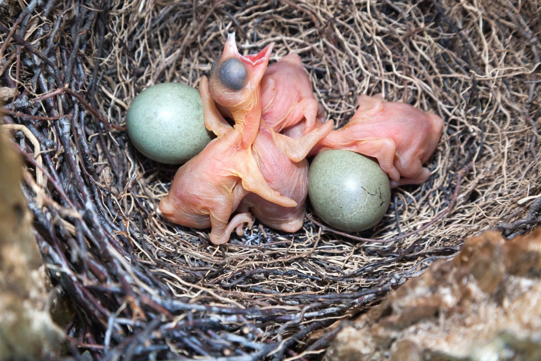 Nest des Eichelhähers (Garrulus glandarius) mit Küken und Eiern