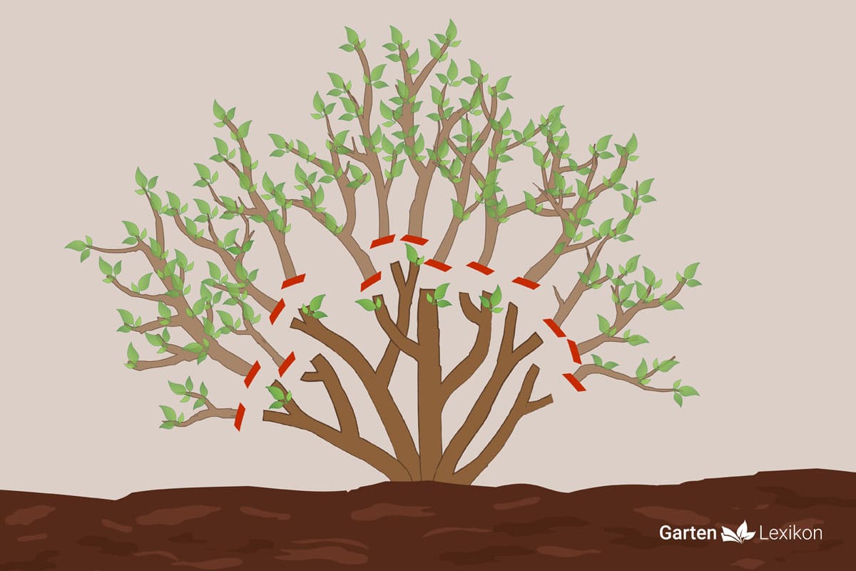 Flieder radikal schneiden - Grafik 