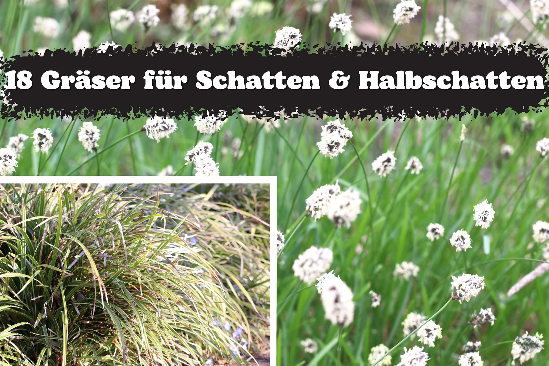 18 Gräser für Schatten und Halbschatten Gartenrat.de