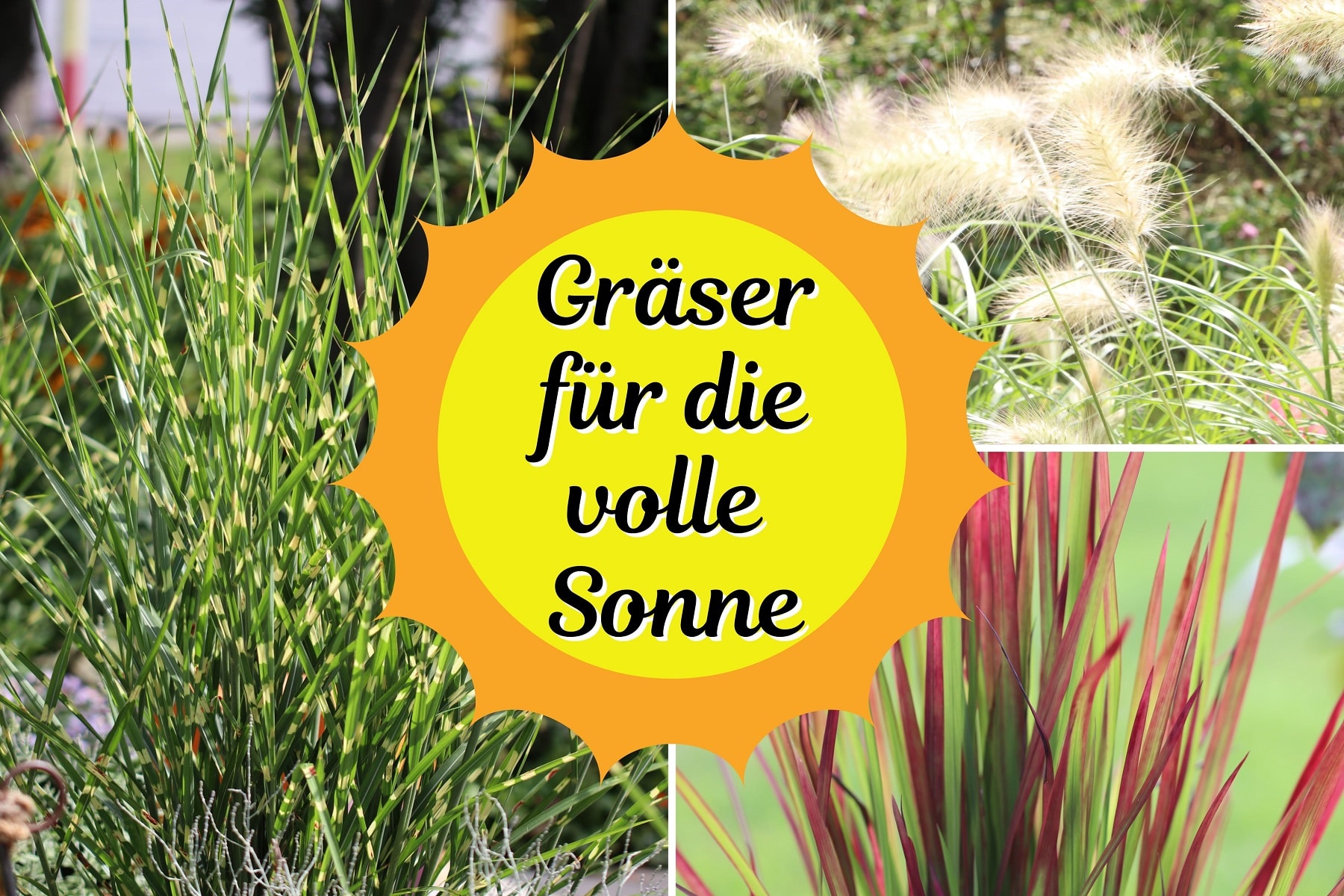 21 Gräser für Standorte mit voller Sonne Gartenrat.de