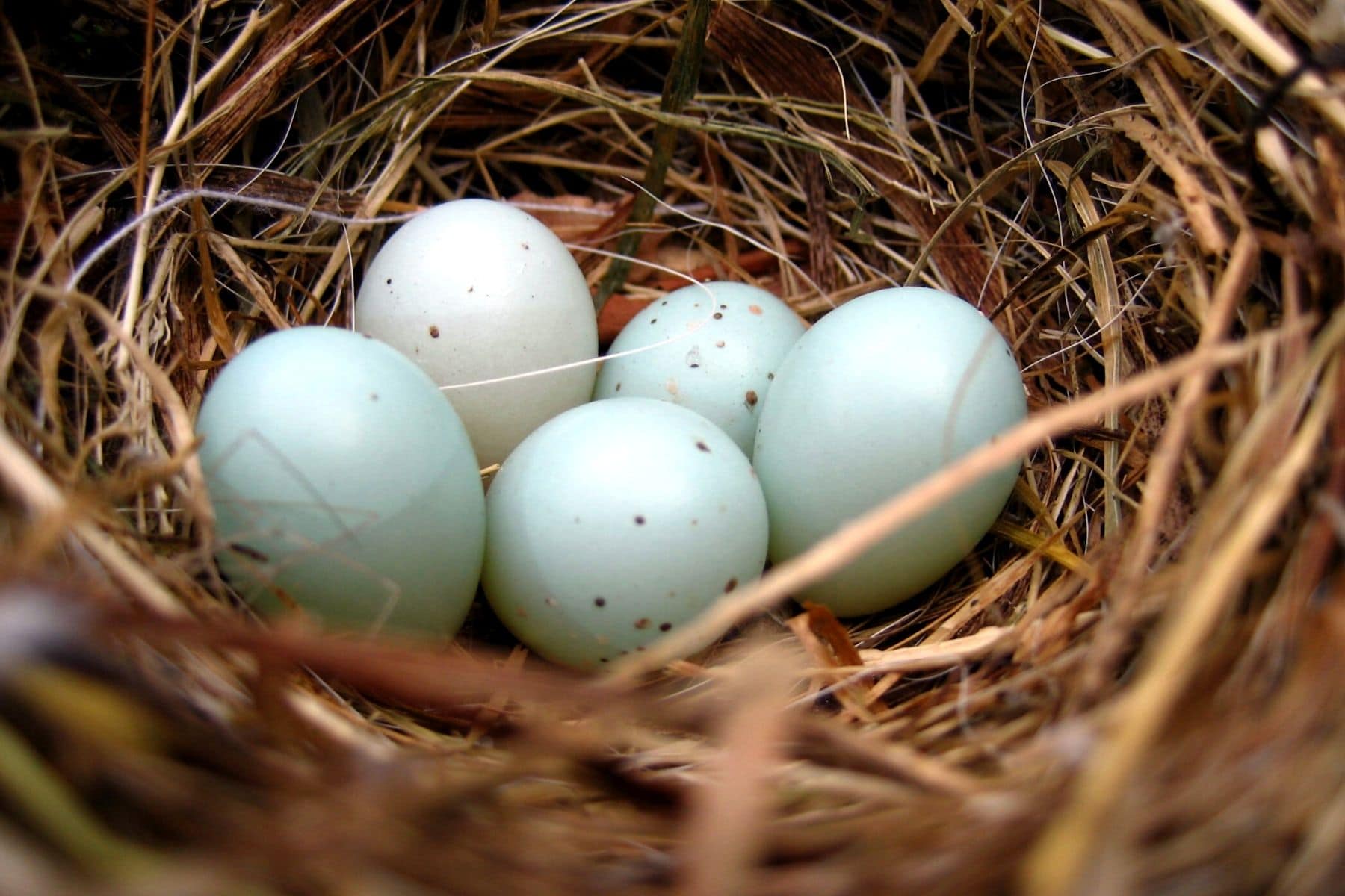 Eier der Heckenbraunelle (Prunella modularis)