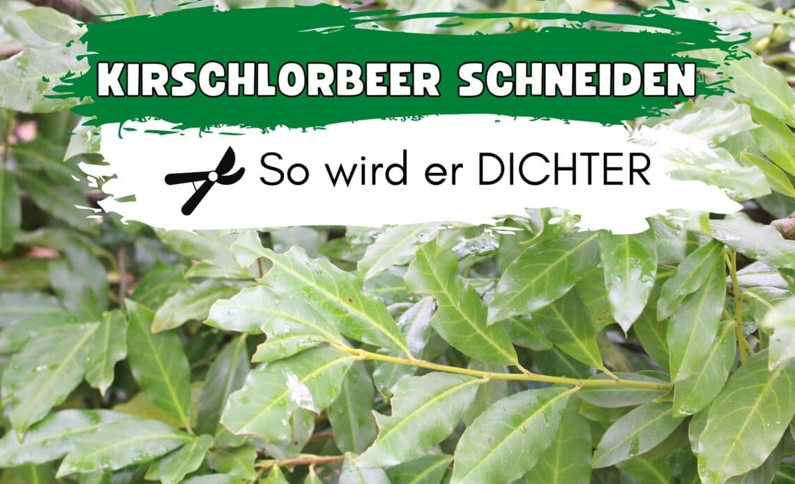 Dichten Kirschlorbeer schneiden