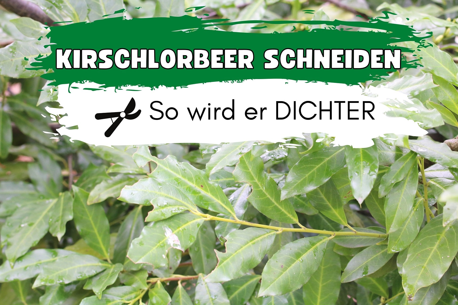 Kirschlorbeer Schneiden Damit Er Hoch Wächst Kirschlorbeer schneiden, damit er dicht wird - Gartenrat.de