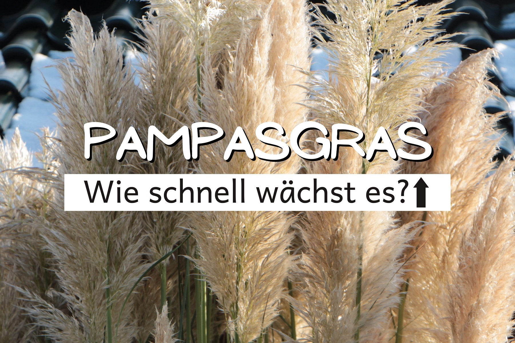 Wie schnell wächst Pampasgras? Wachstum pro Jahr Gartenrat.de