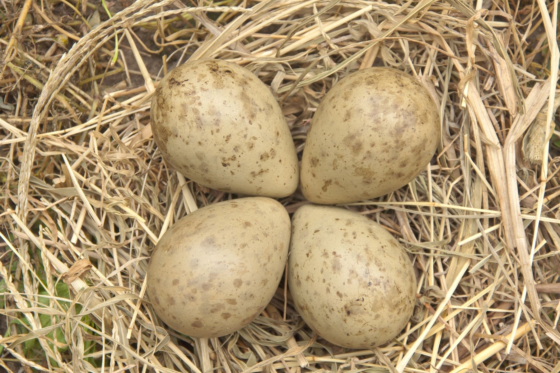 Eier der Uferschnepfe (Limosa limosa)