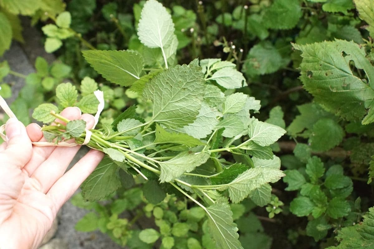 Zitronenmelisse ernten