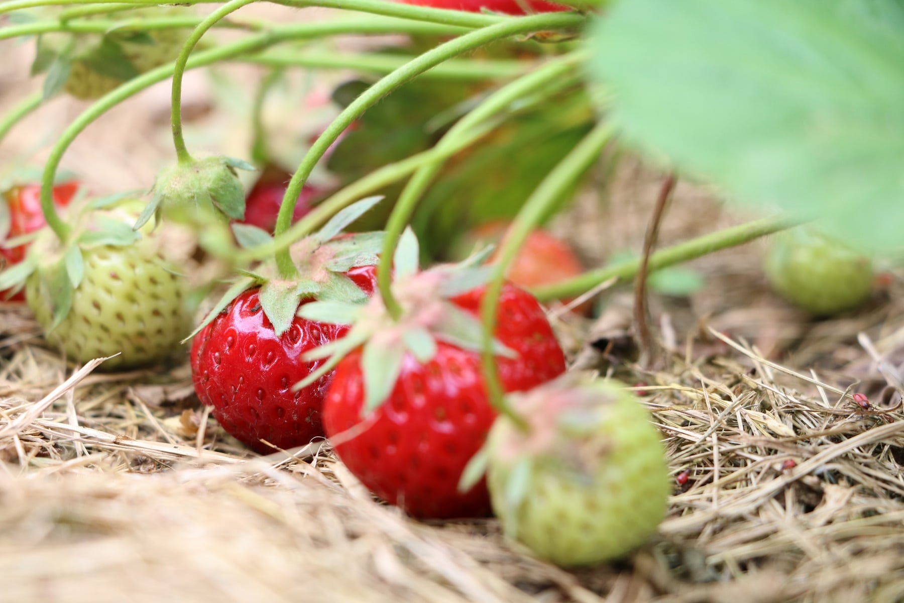 Erdbeeren in der Sonne