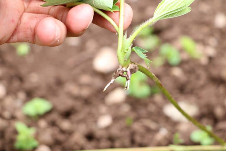 Erdbeeren umpflanzen so gelingt das Umsetzen Gartenrat.de