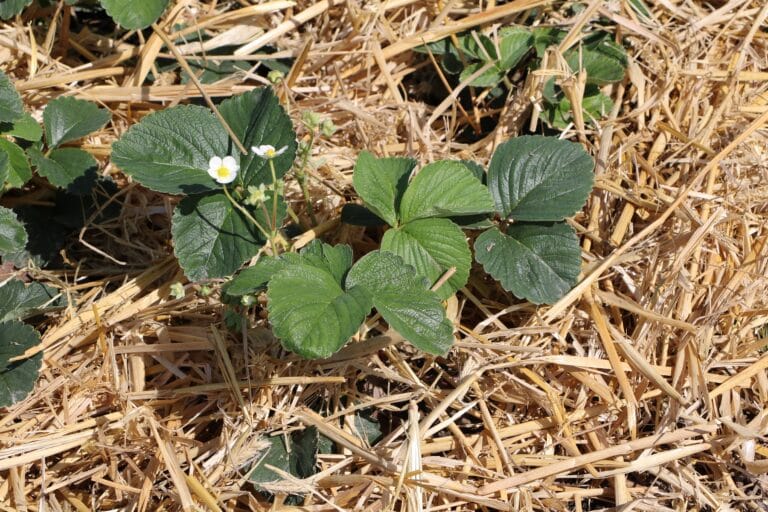 Erdbeeren umpflanzen so gelingt das Umsetzen Gartenrat.de