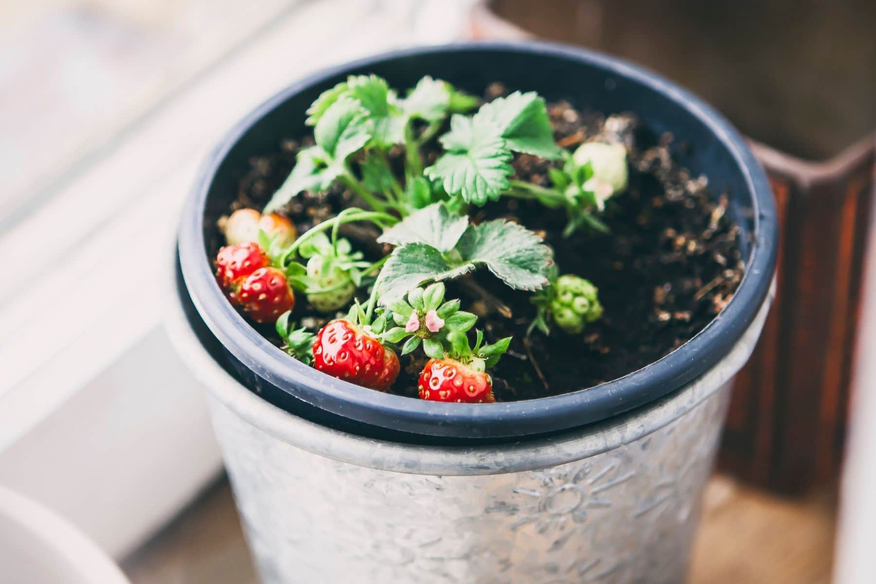 Erdbeeren im Topf