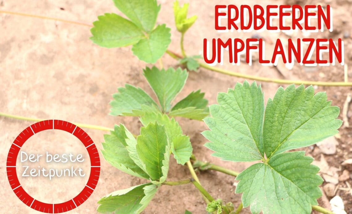 Erdbeeren umpflanzen