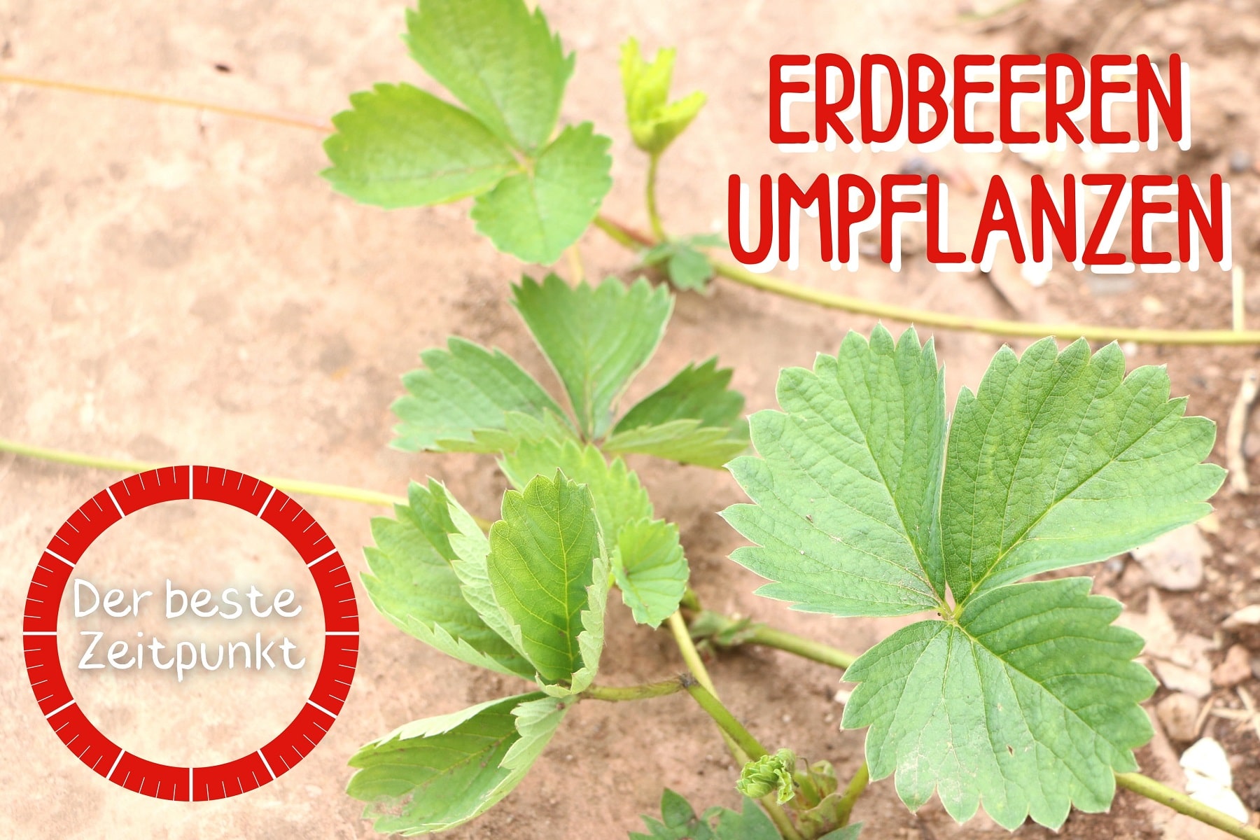 Wann sollte man Erdbeeren umpflanzen? Gartenrat.de