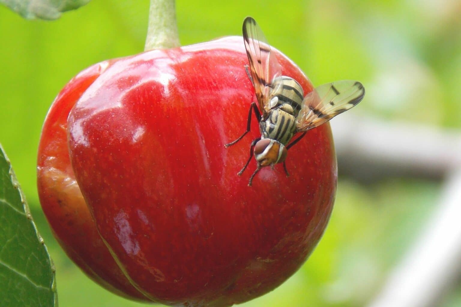 fliegenarten-in-deutschland-30-arten-bestimmen-bild-gartenrat-de
