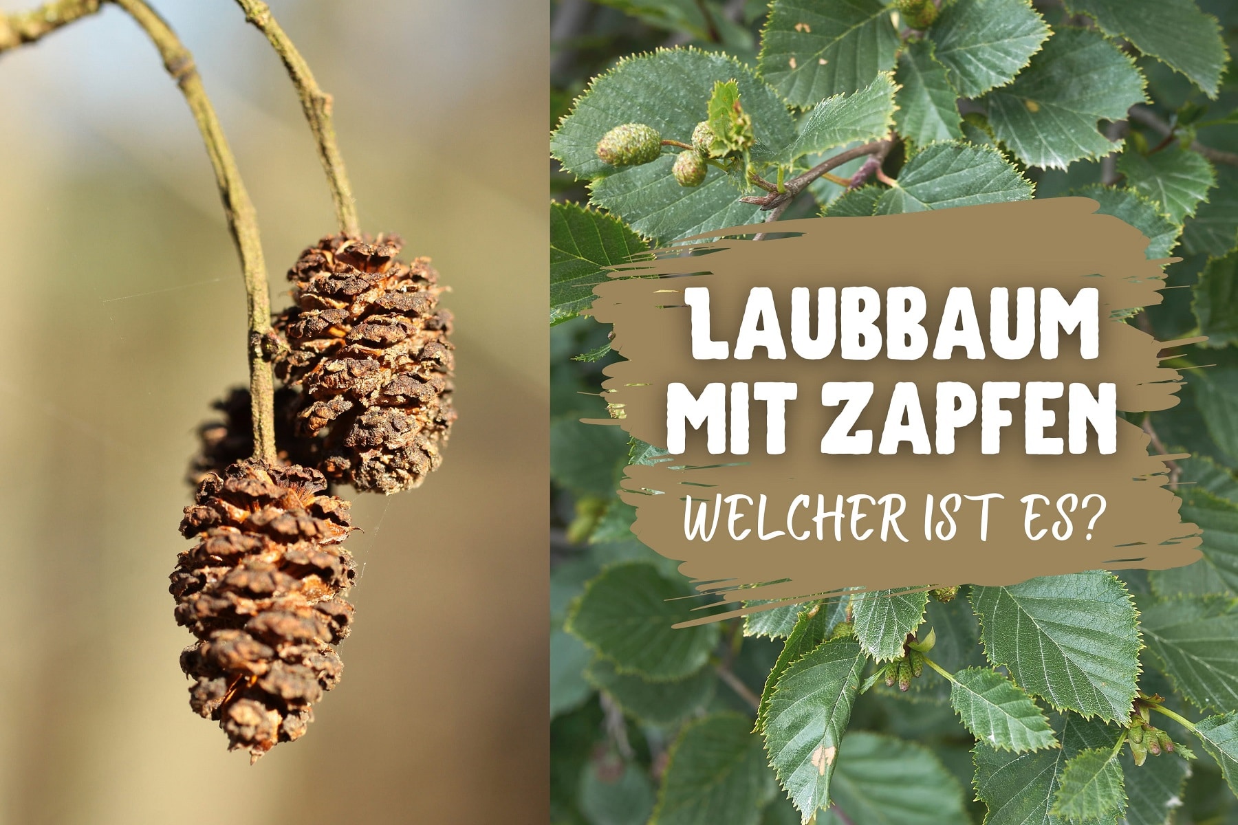 Welcher einheimische Laubbaum hat Zapfen? Gartenrat.de