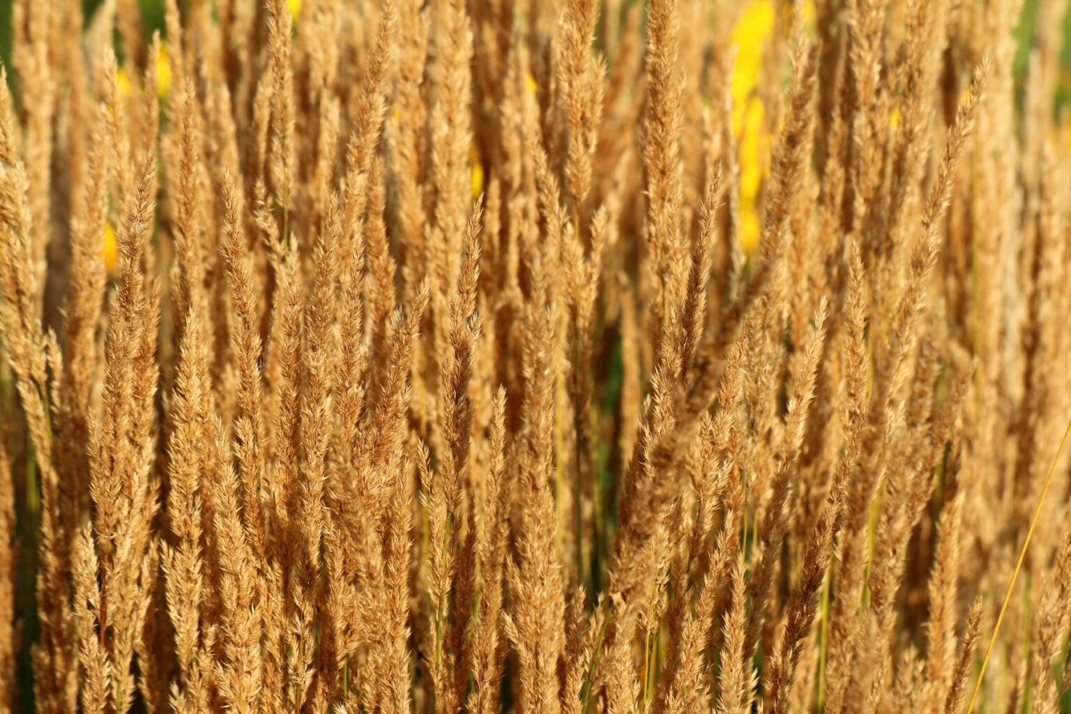 13 hohe Gräser als Sichtschutz für Kübel Gartenrat.de
