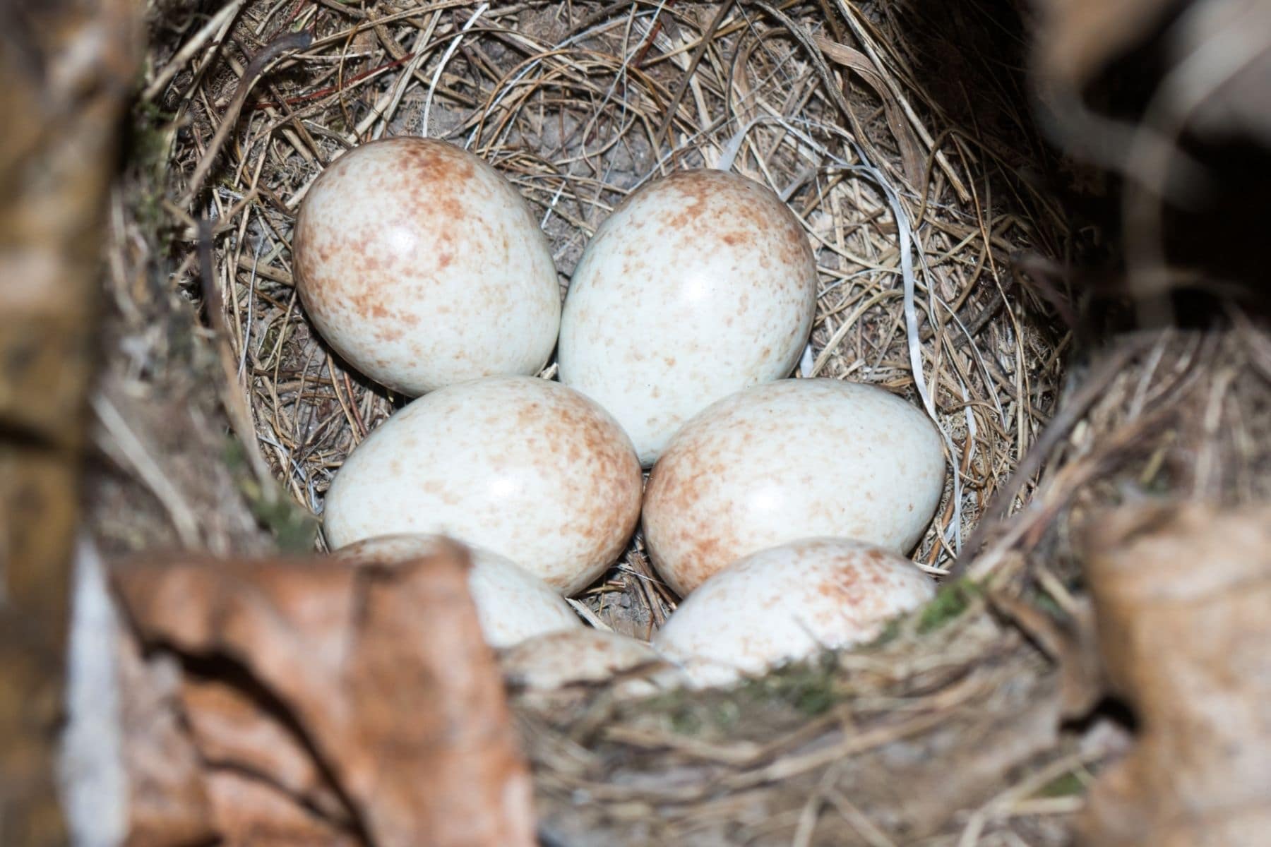 Nest des Rotkehlchens mit Eiern