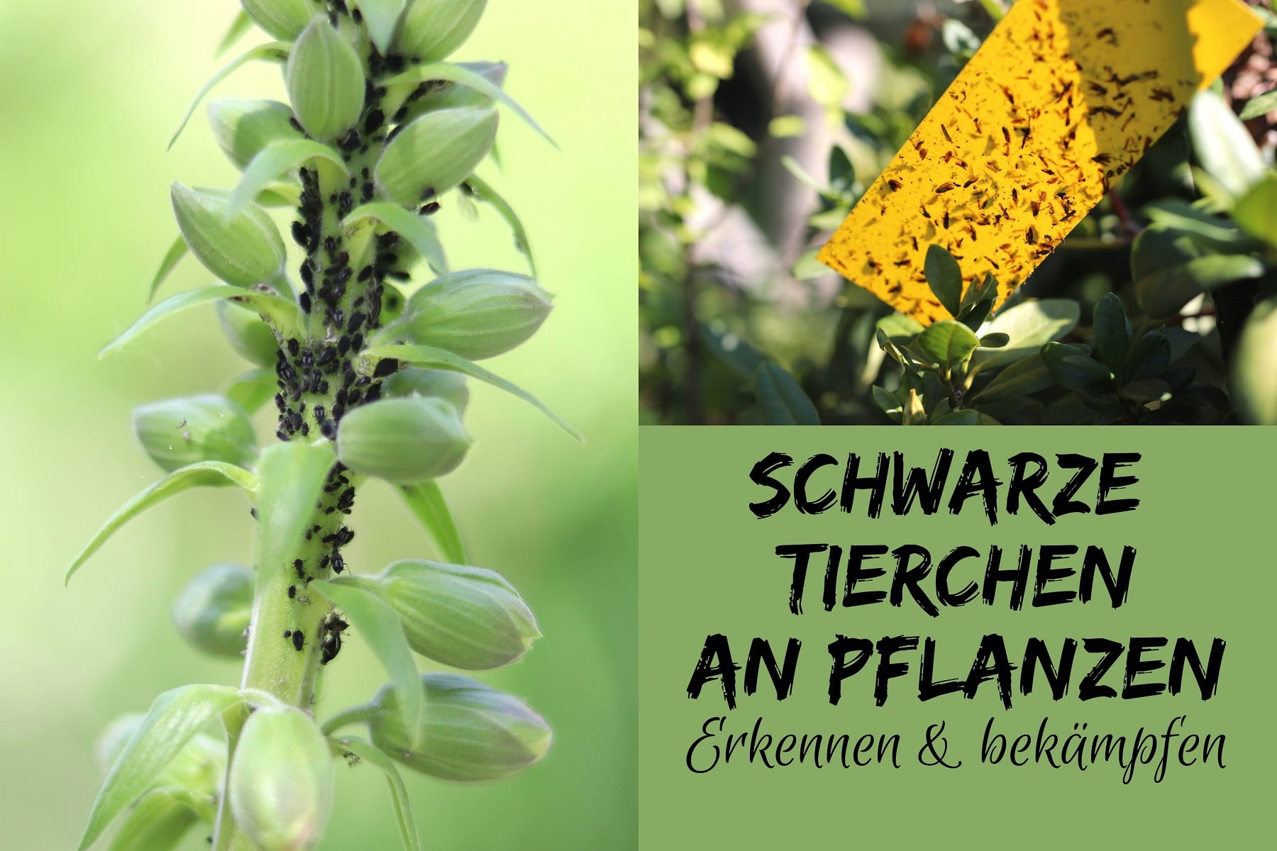 9 typische schwarze Tierchen an Pflanzen Gartenrat.de