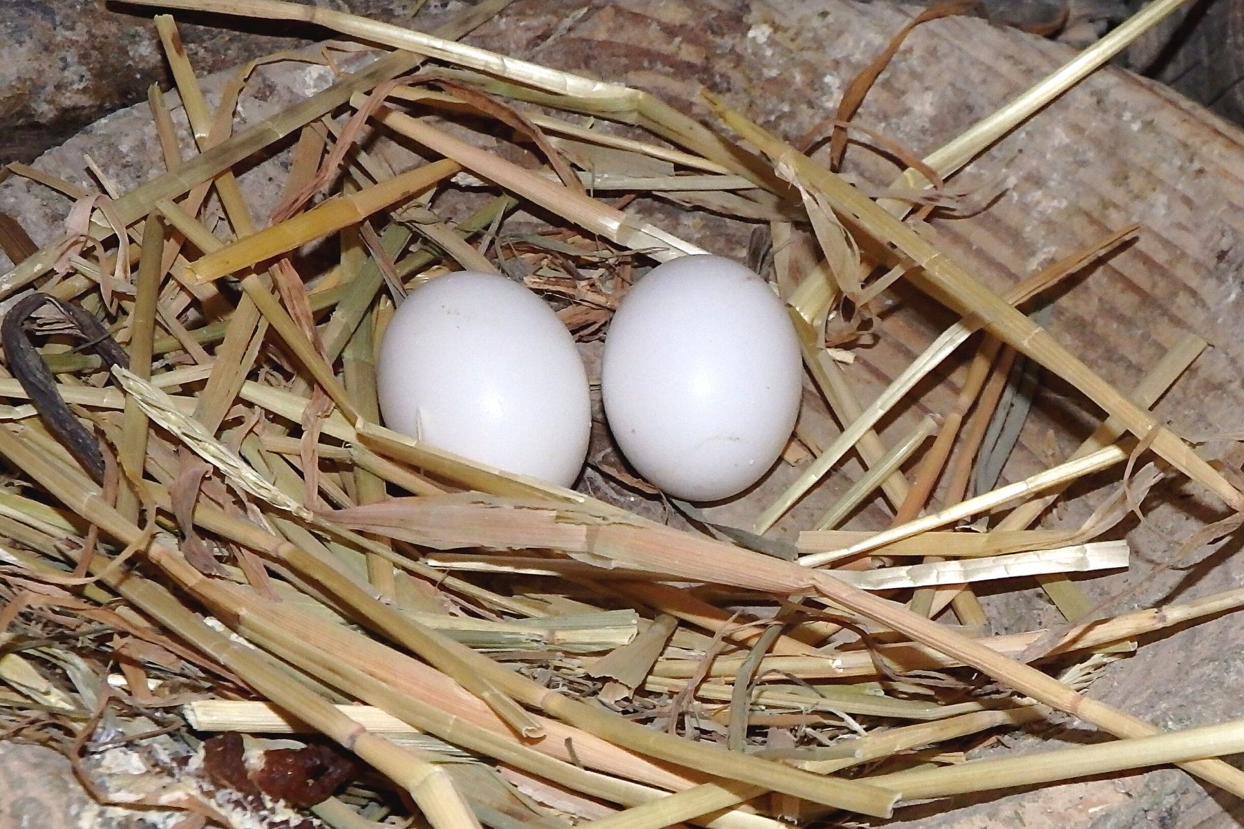 Taubeneier im Nest