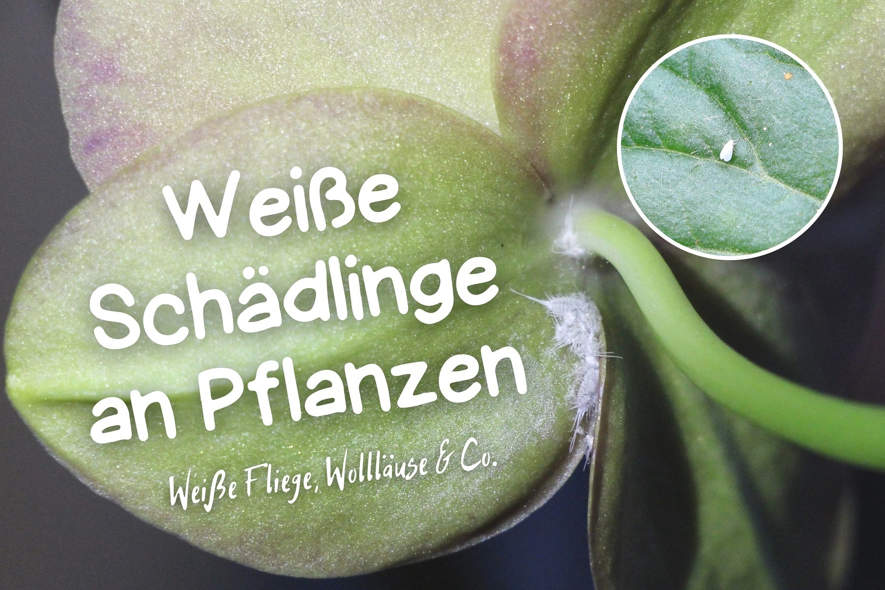 Weie Pflanzenschdlinge und kleine Tierchen auf Blttern - Gartenrat.de
