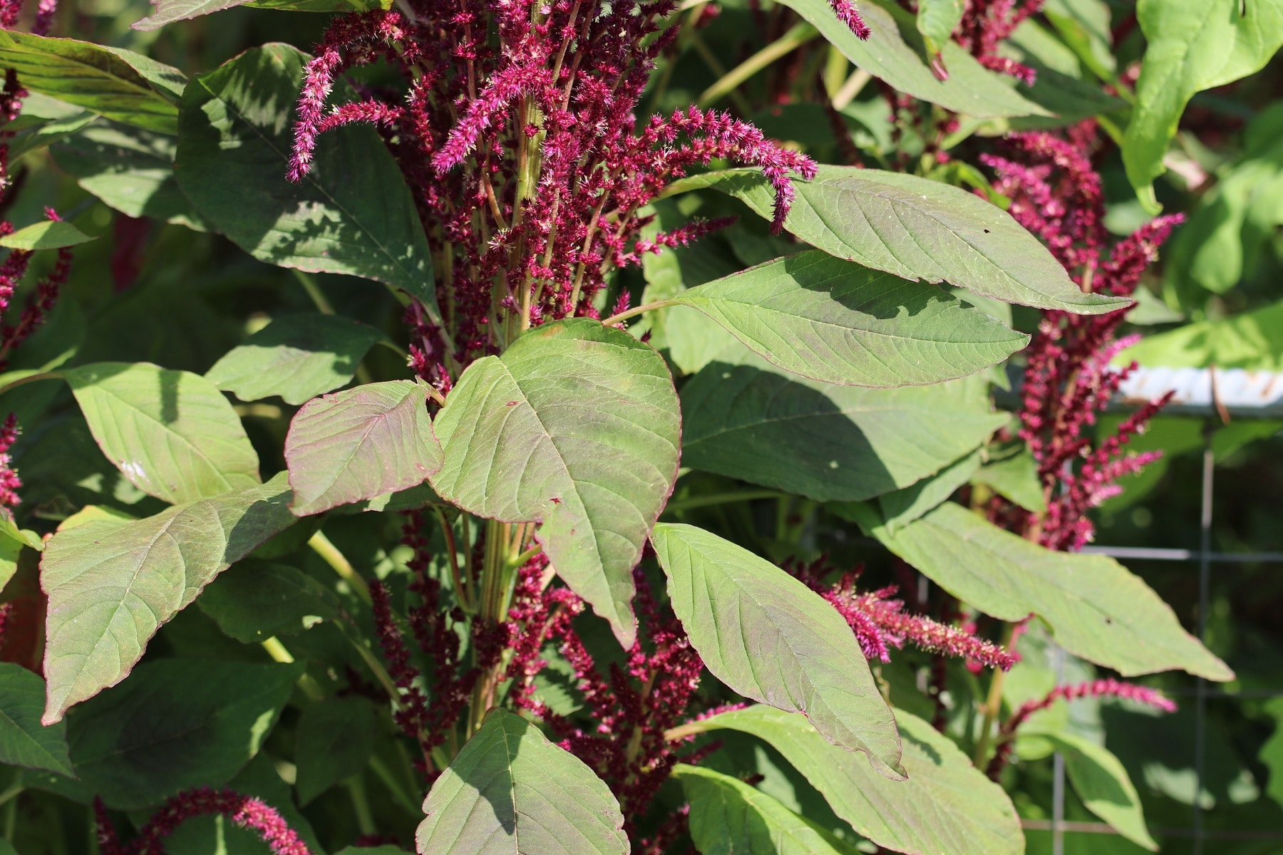 Gute Nachbarn für Kürbis - Aufsteigender Fuchsschwanz (Amaranthus lividus)