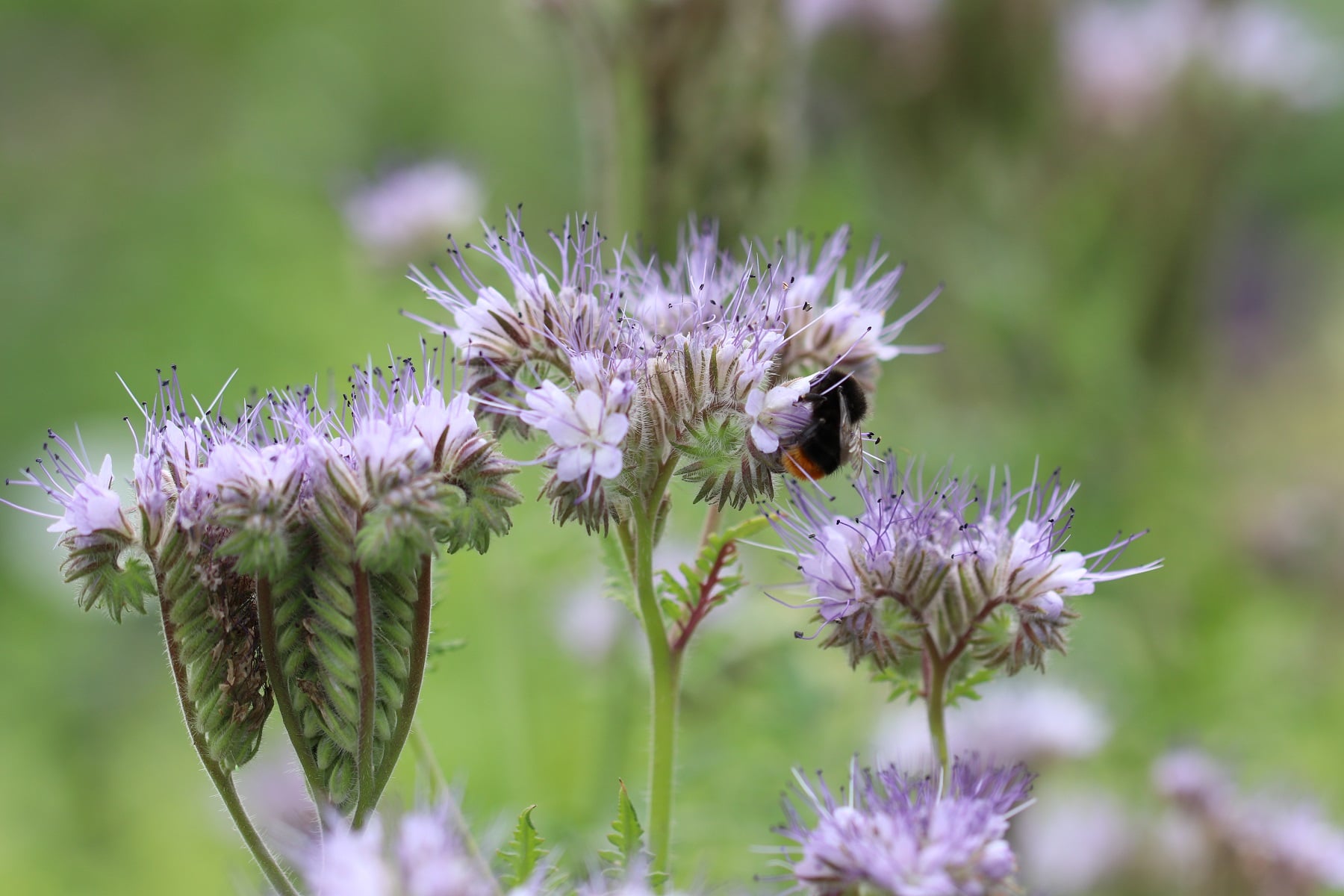 Bienenfreund (Phacelia tanacetifolia)