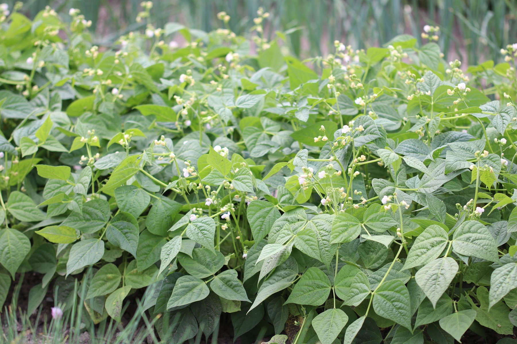 Buschbohnen (Phaseolus vulgaris var. nanus)