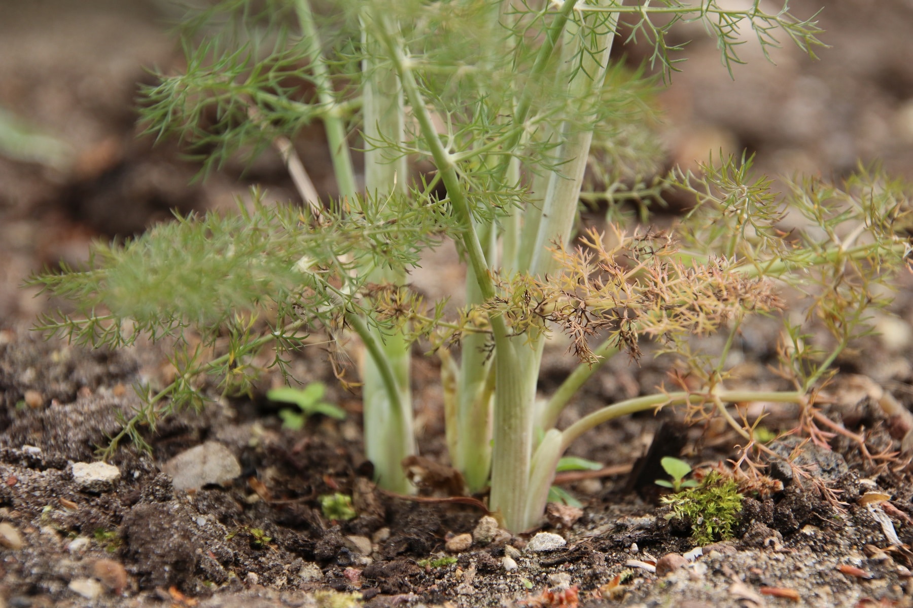 Junger Fenchel auf feinkrümeligem Boden