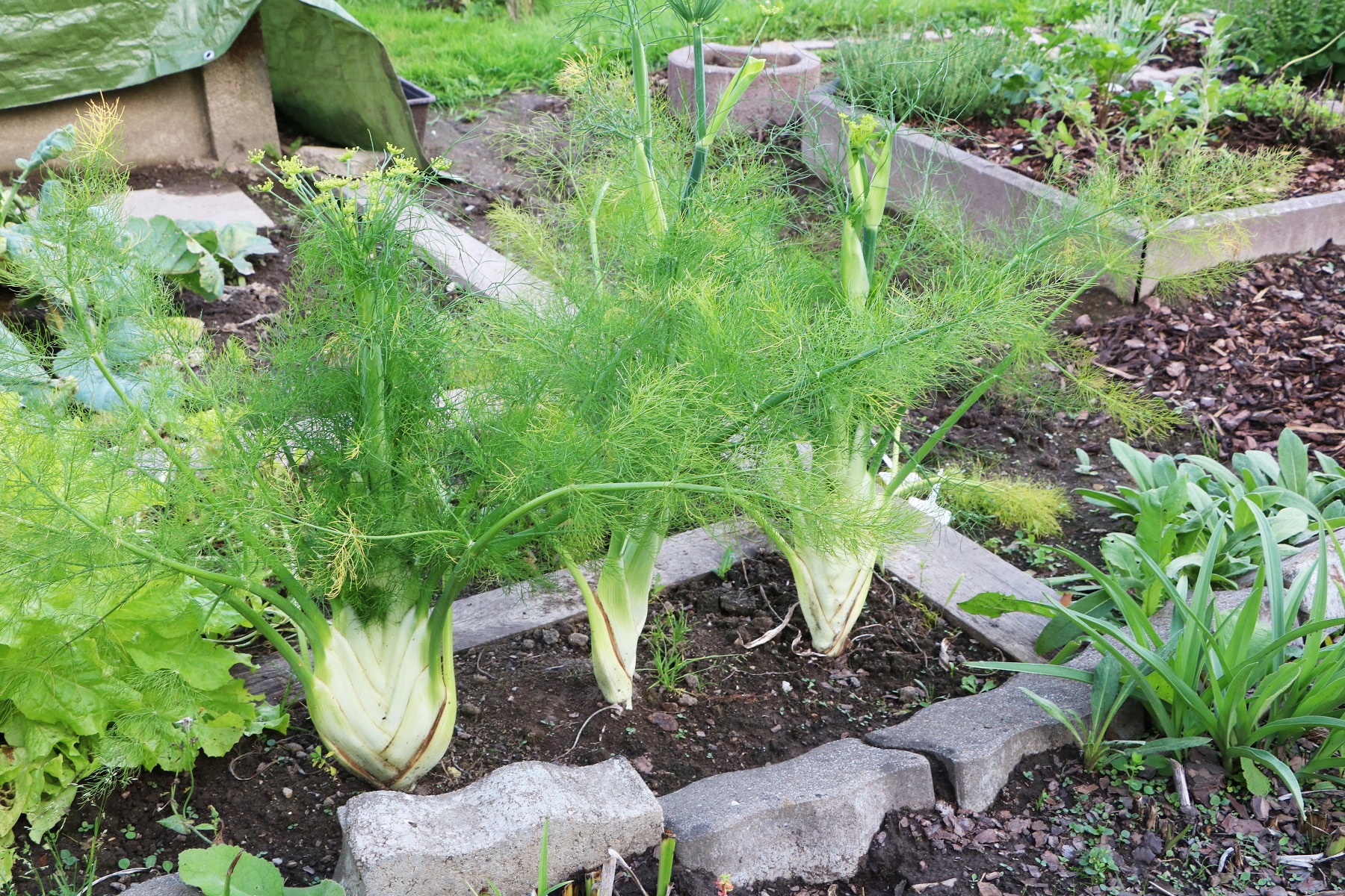 Fenchel nebeneinander im Beet