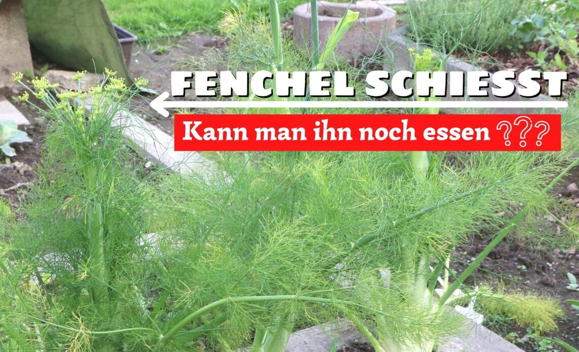 Geschossener Fenchel