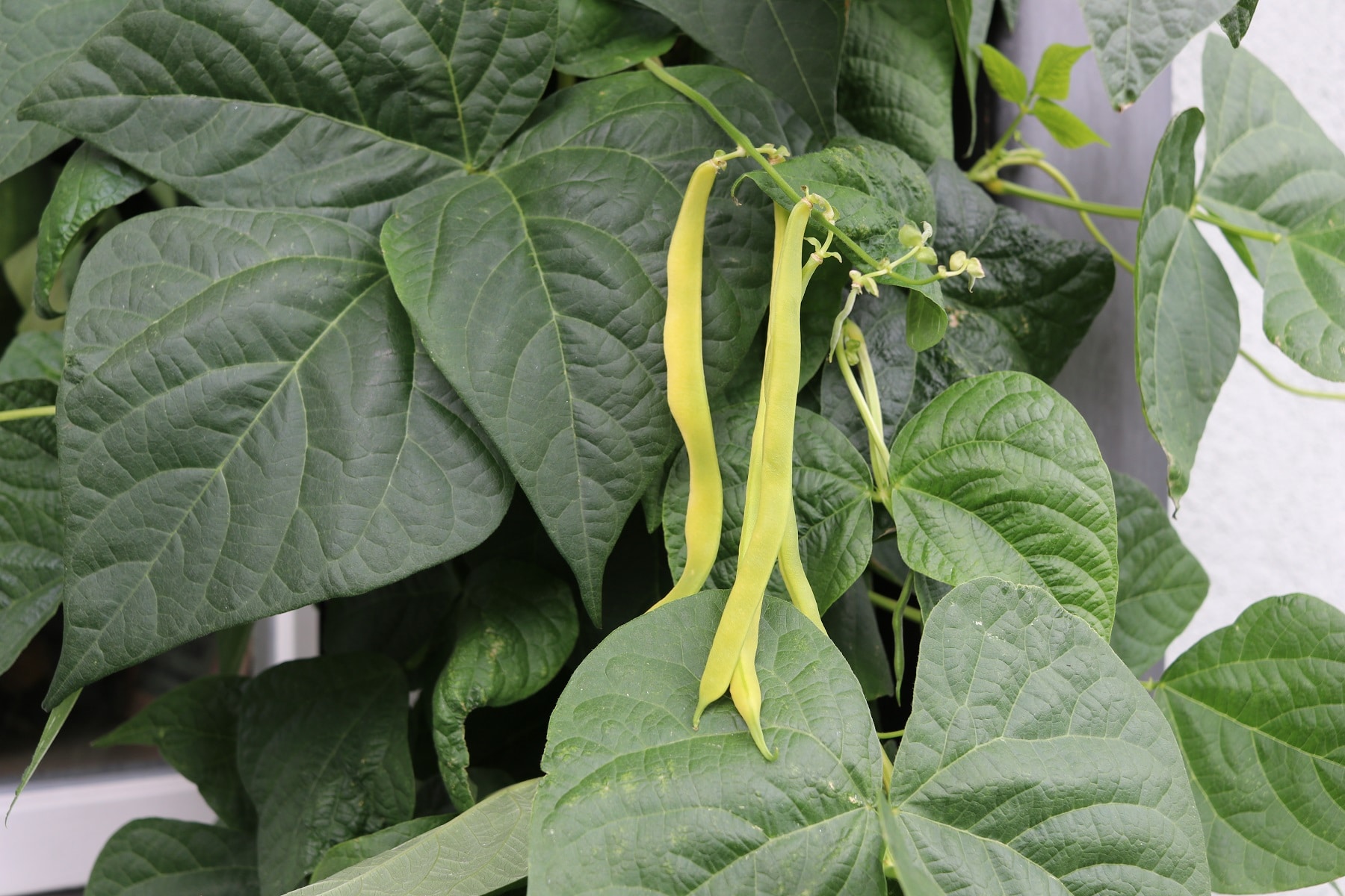 Gute Nachbarn für Kürbis - Gartenbohne (Phaseolus vulgaris)