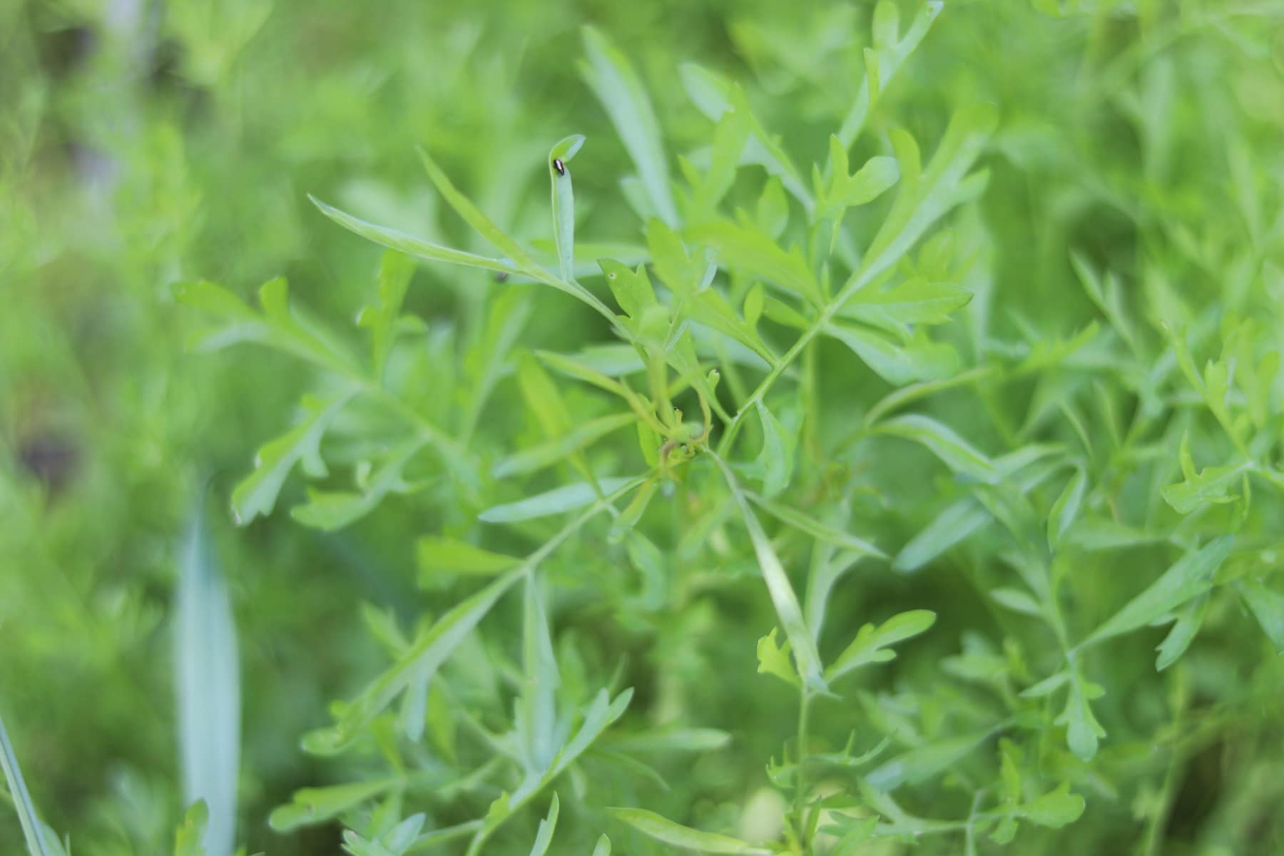 Gartenkresse (Lepidium sativum)