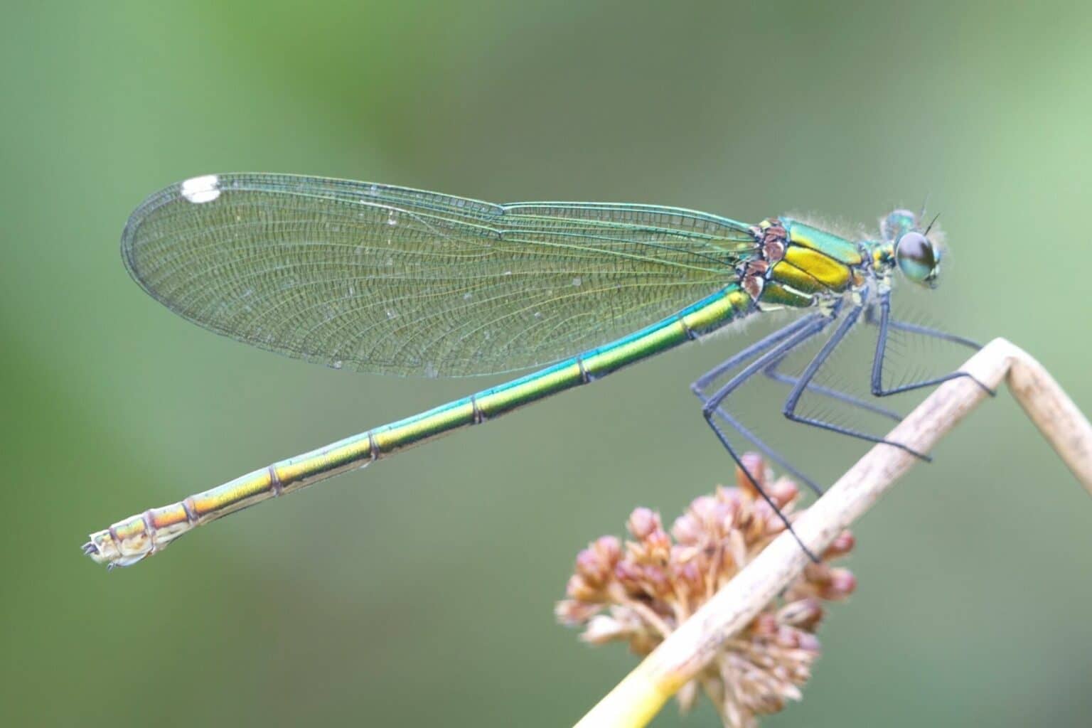 30 Einheimische Insekten Insektenarten In Deutschland Gartenrat de