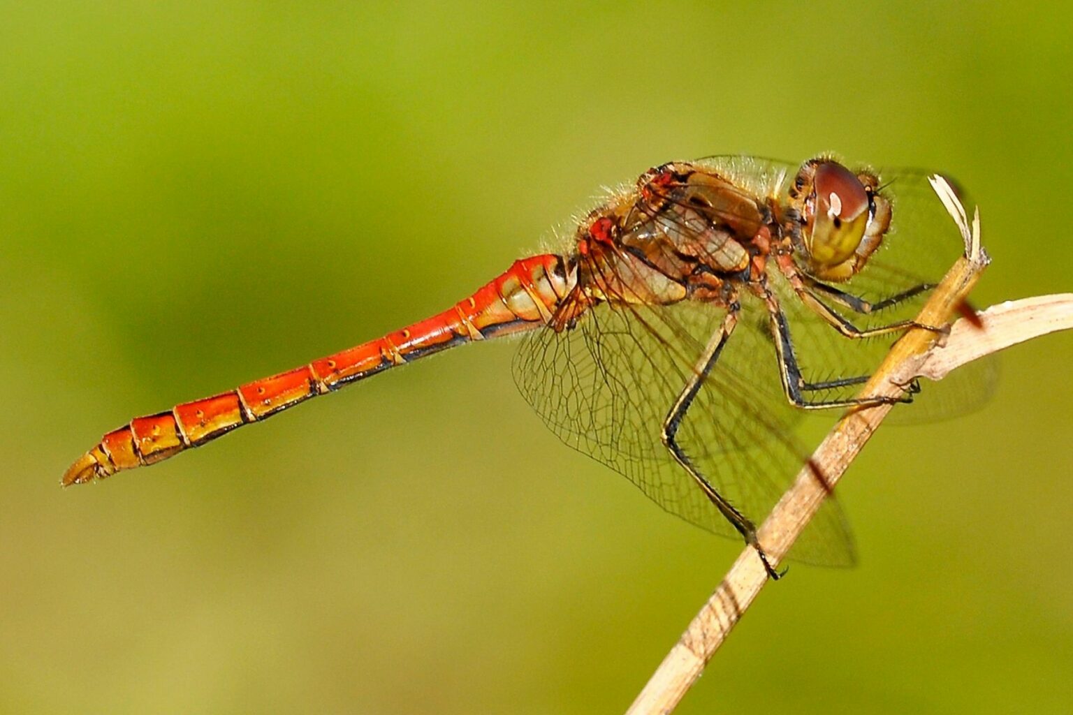 30 Einheimische Insekten Insektenarten In Deutschland Gartenrat de