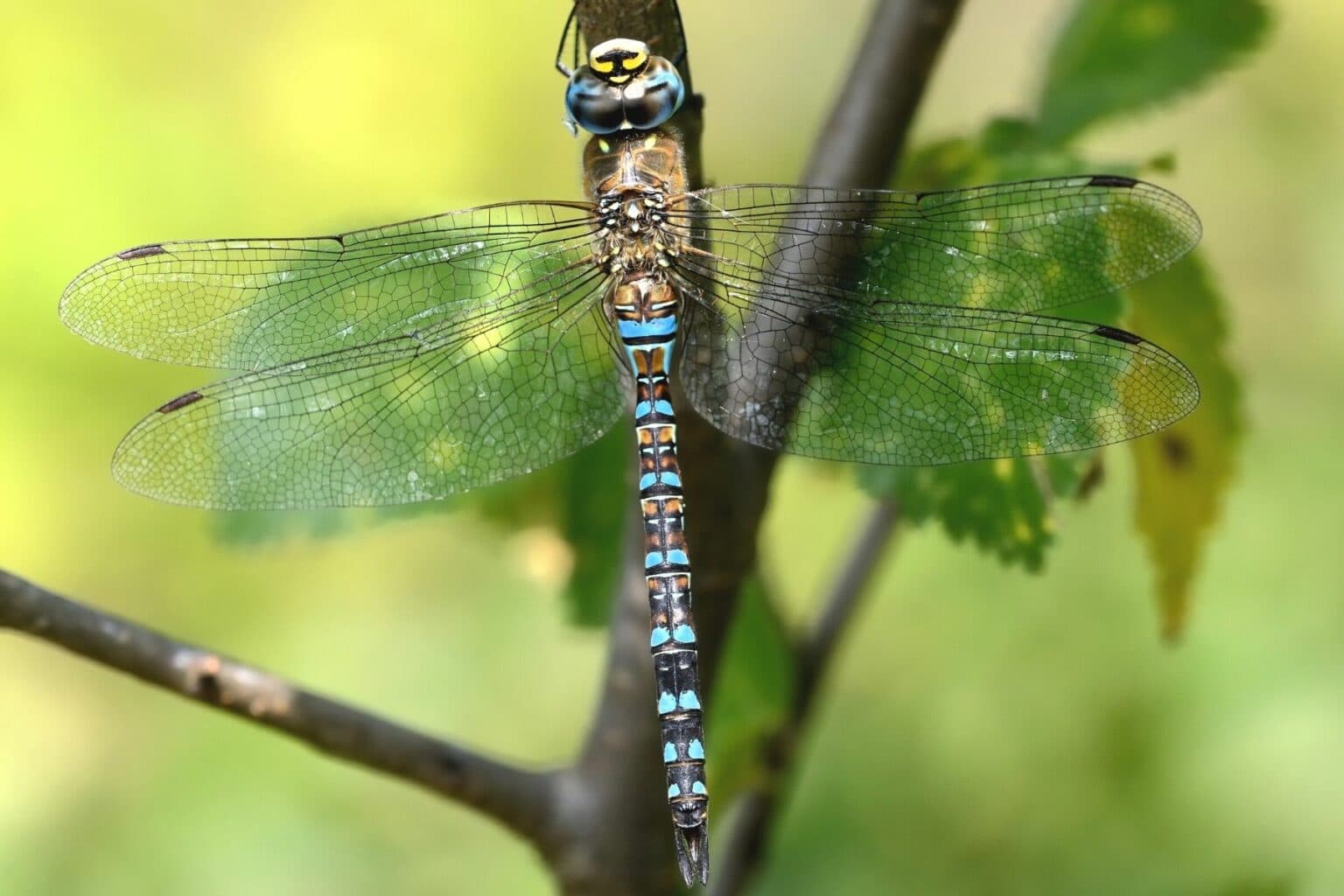 30 Einheimische Insekten Insektenarten In Deutschland Gartenrat de