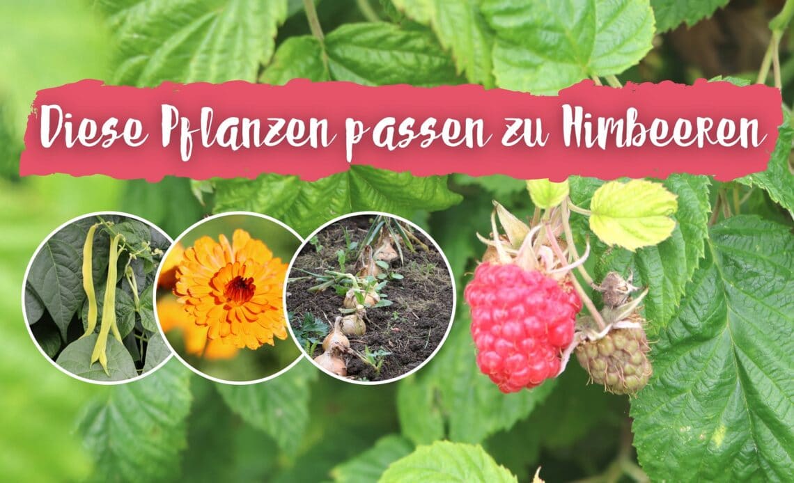 Gute Nachbarn für Himbeeren in Mischkultur