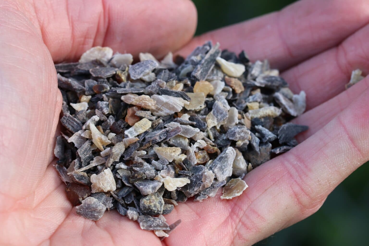 Hornmehl oder Hornspäne womit den Rasen düngen? Gartenrat.de