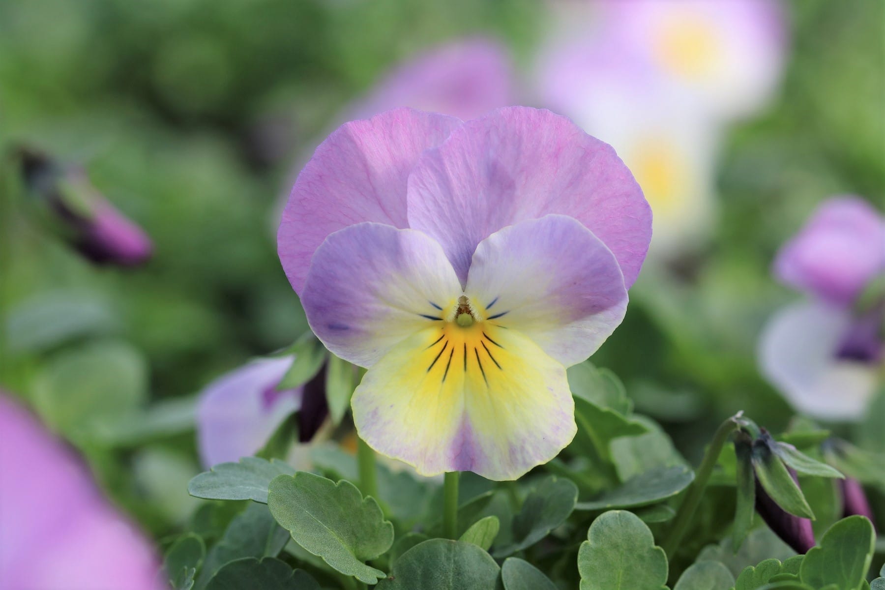 Hornveilchen (Viola cornuta)