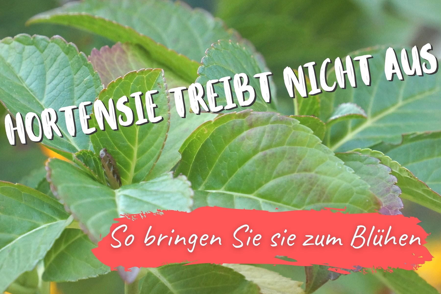 Hortensie treibt nicht aus was tun? Gartenrat.de