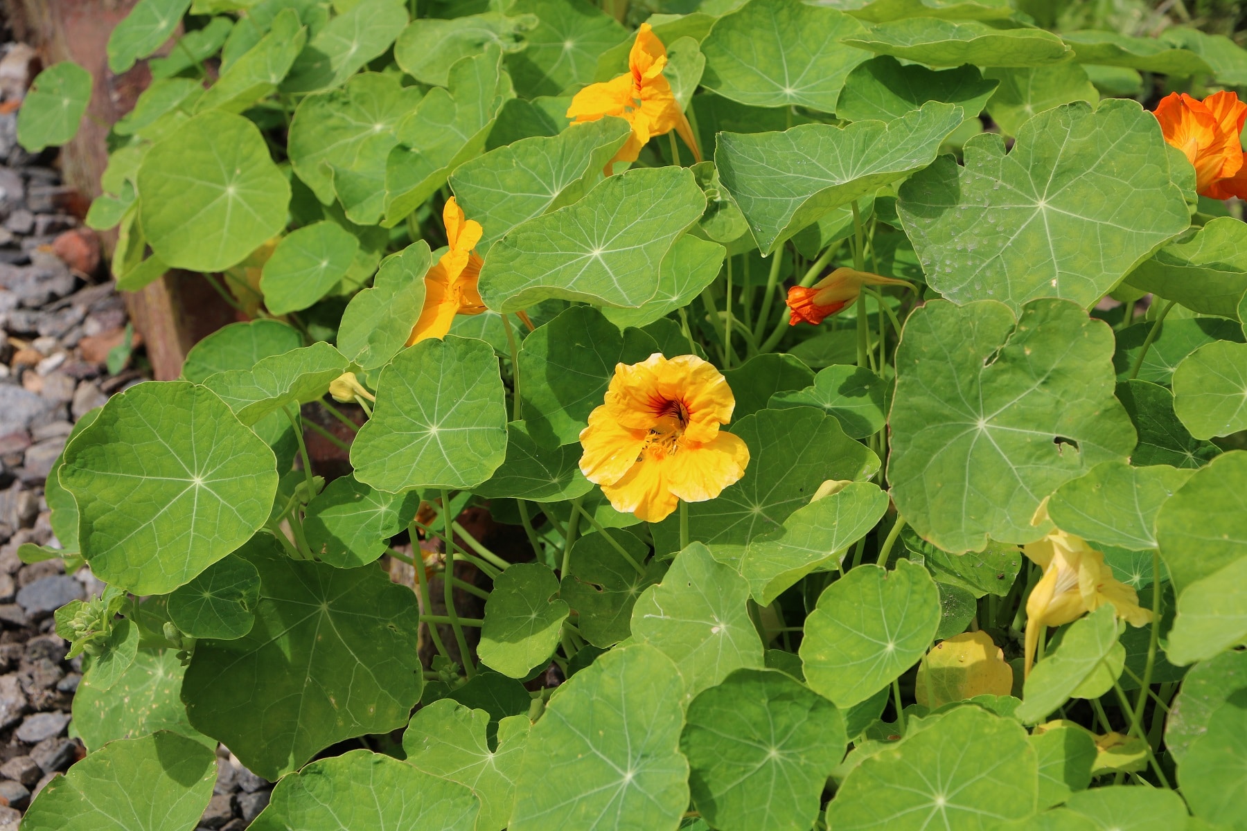 Gute Nachbarn für Kürbis - Kapuzinerkresse (Tropaeolum majus)