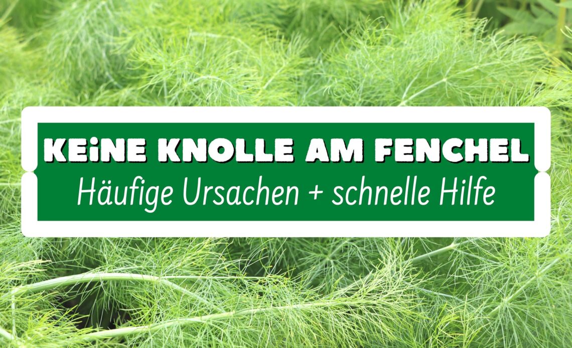 Keine Knolle am Fenchel