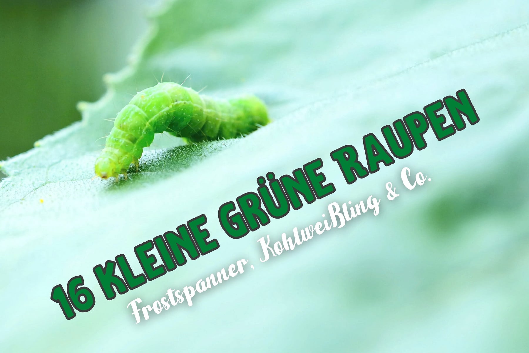 42+ Alles Im Garten Voll Mit Grünen Kleinen Tieren Von Birke, Hier