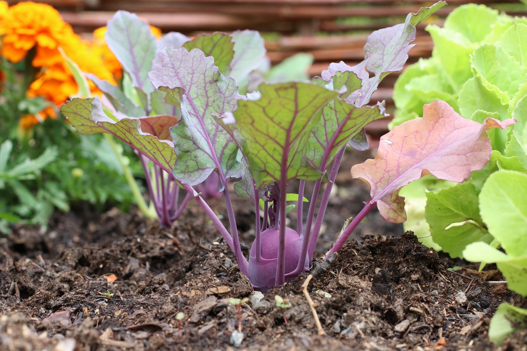 Kohlrabi (Brassica oleracea)