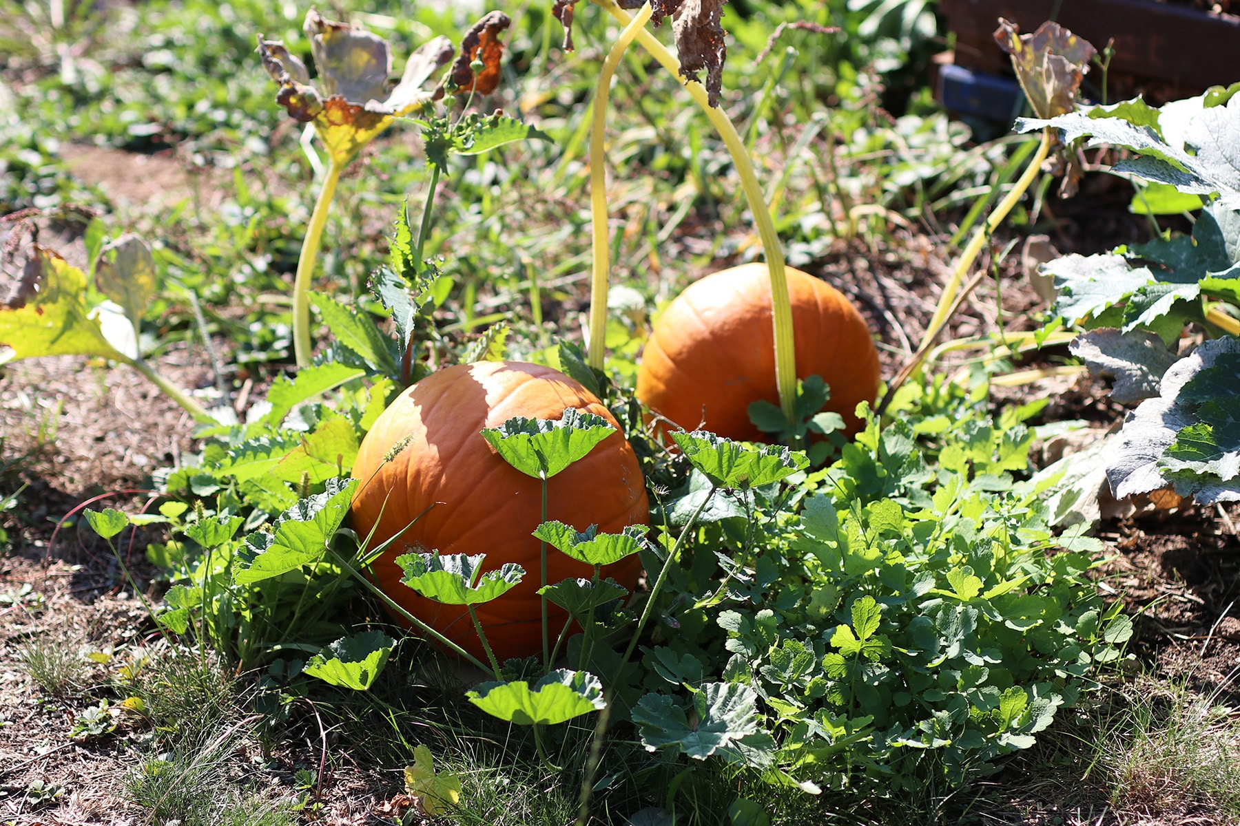 Kürbisse in der Sonne im Garten