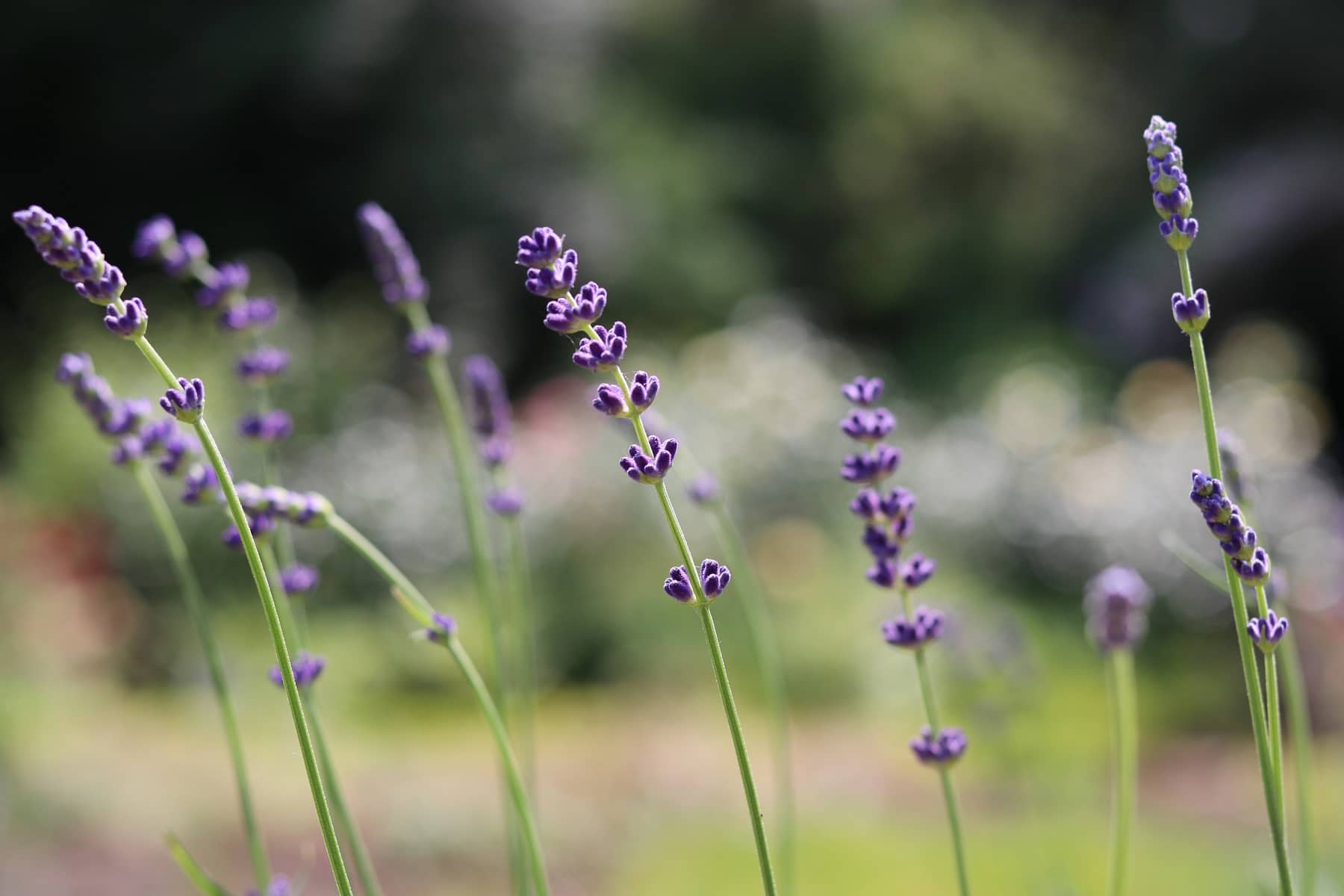 Lavendel (Lavandula angustifolia)