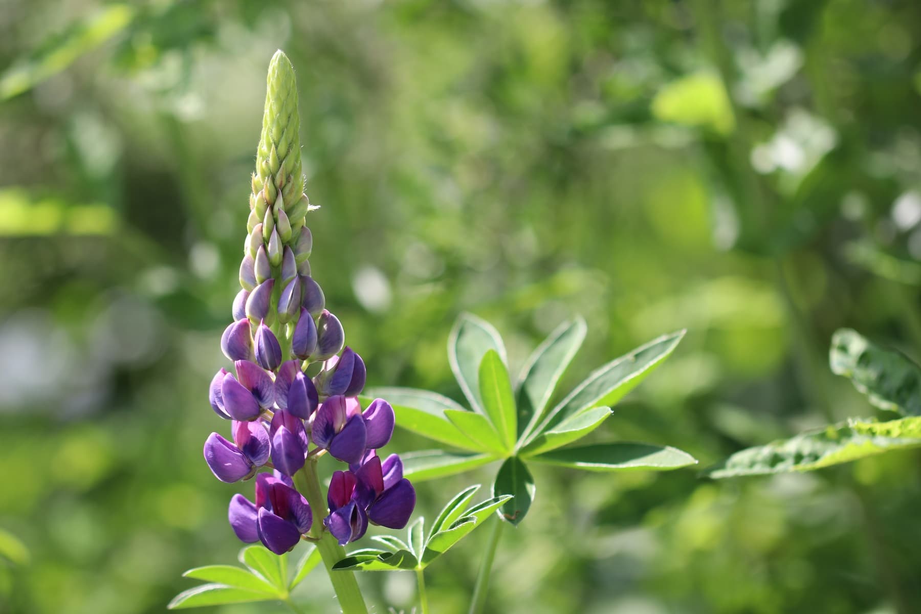 Lupine (Lupinus)