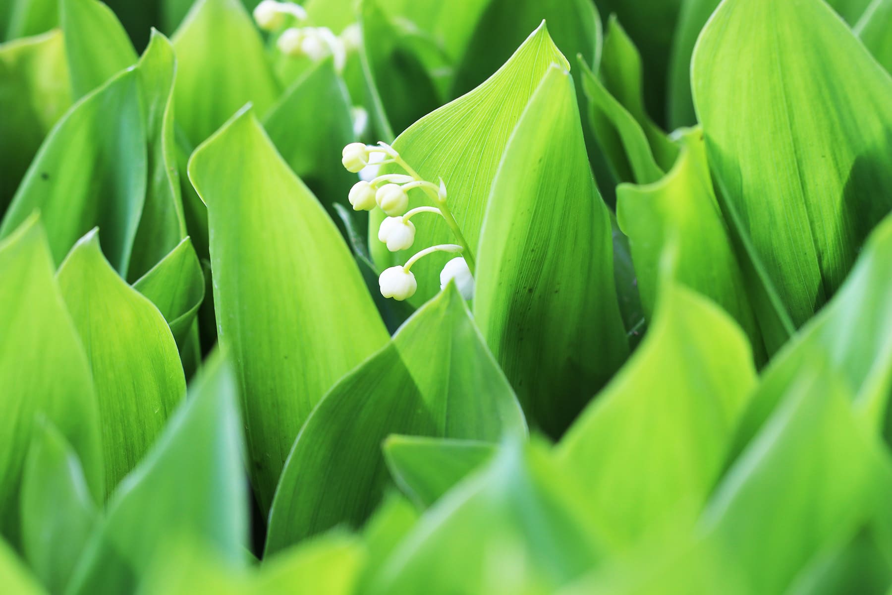 Maiglöckchen (Convallaria majalis)