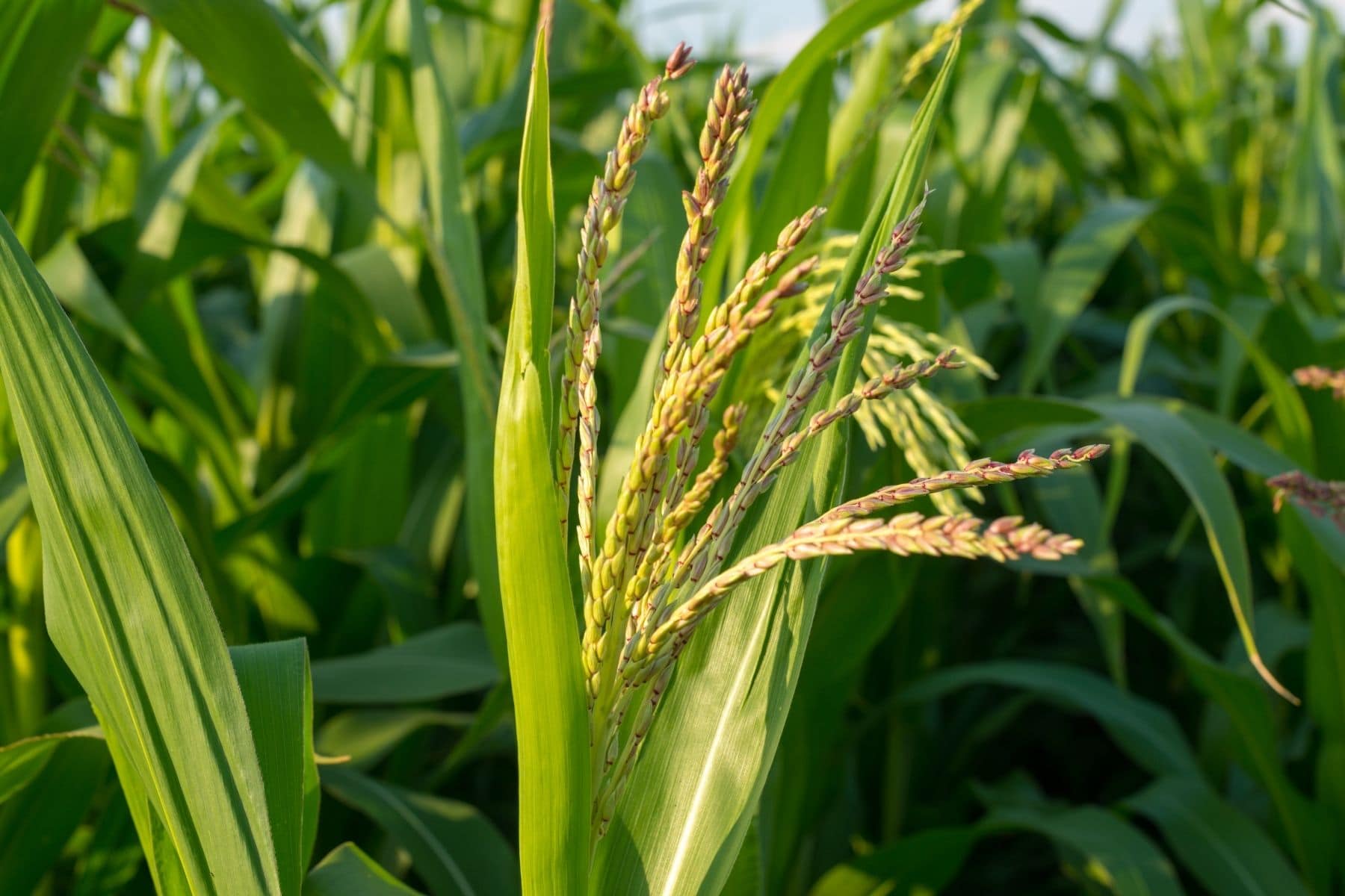 Gute Nachbarn für Kürbis - Mais (Zea mays)