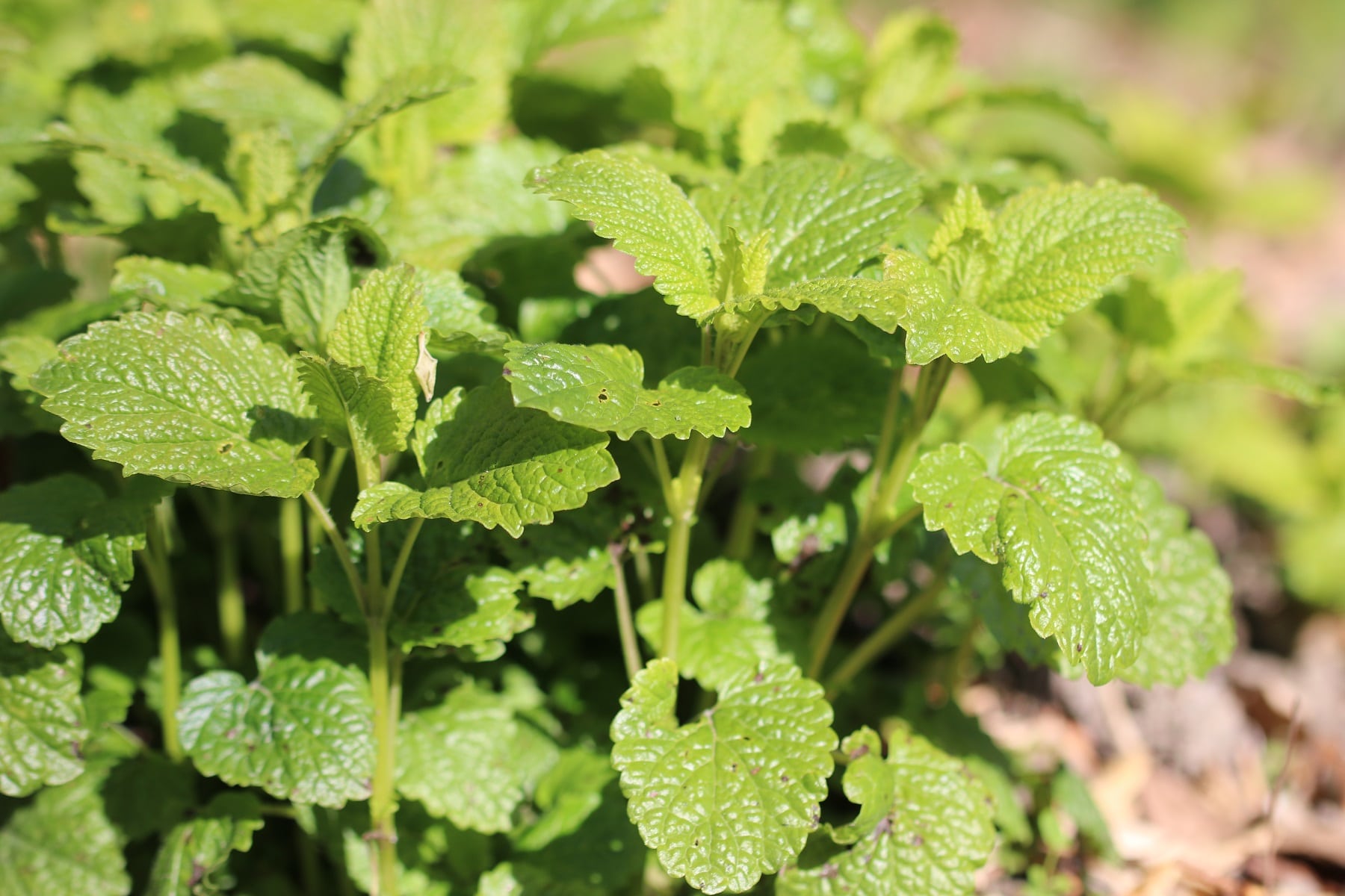 Melisse (Melissa officinalis)