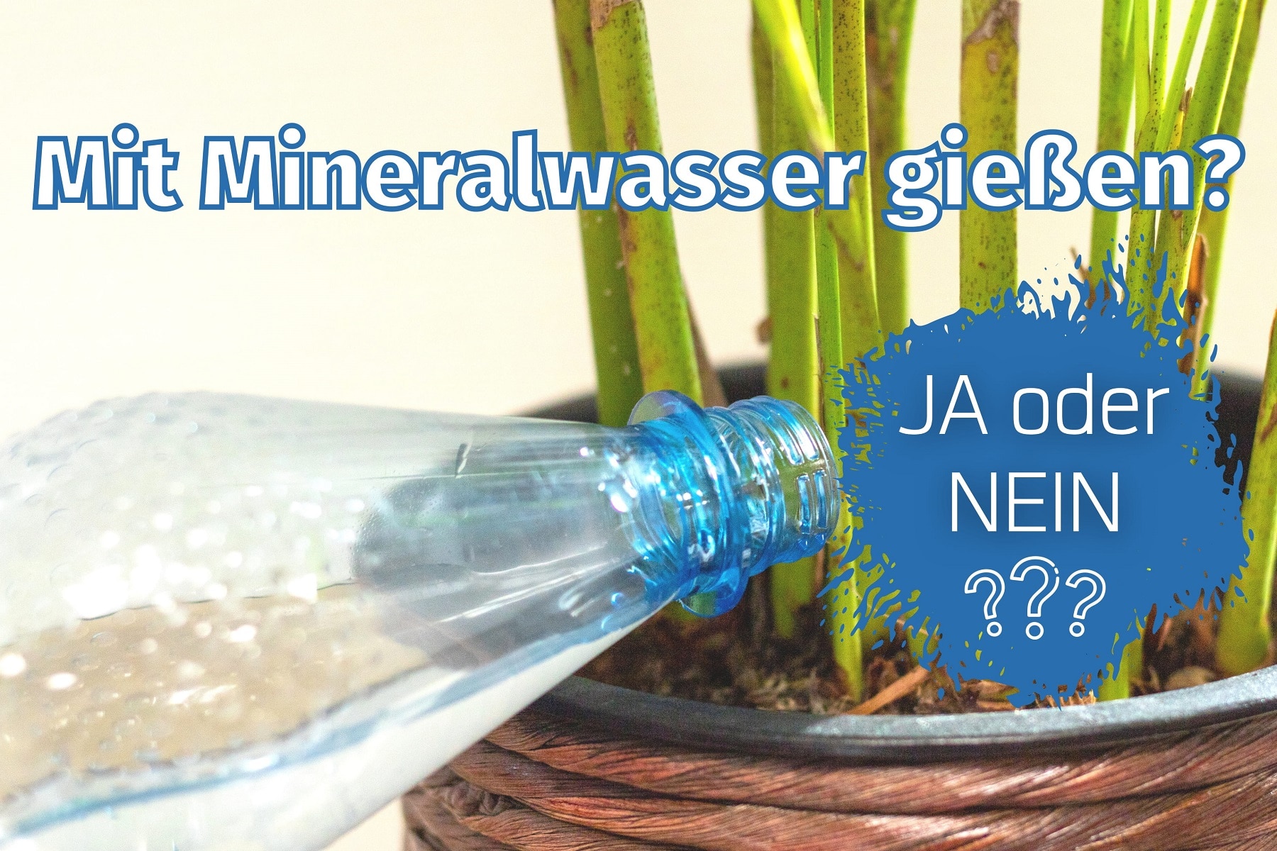 Pflanzen mit Mineralwasser und Sprudelwasser gieen? - Gartenrat.de