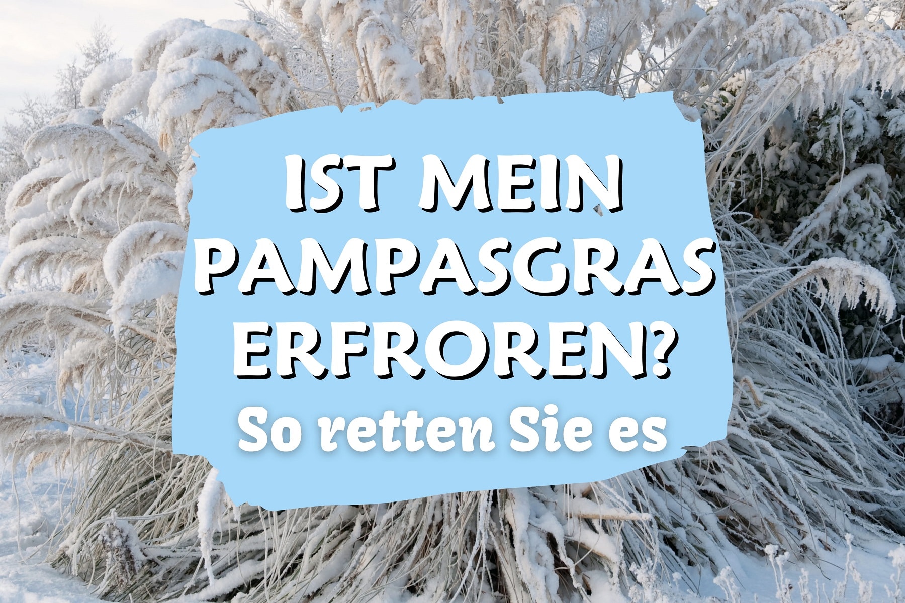 Ist mein Pampasgras erfroren? Wann treibt es aus?